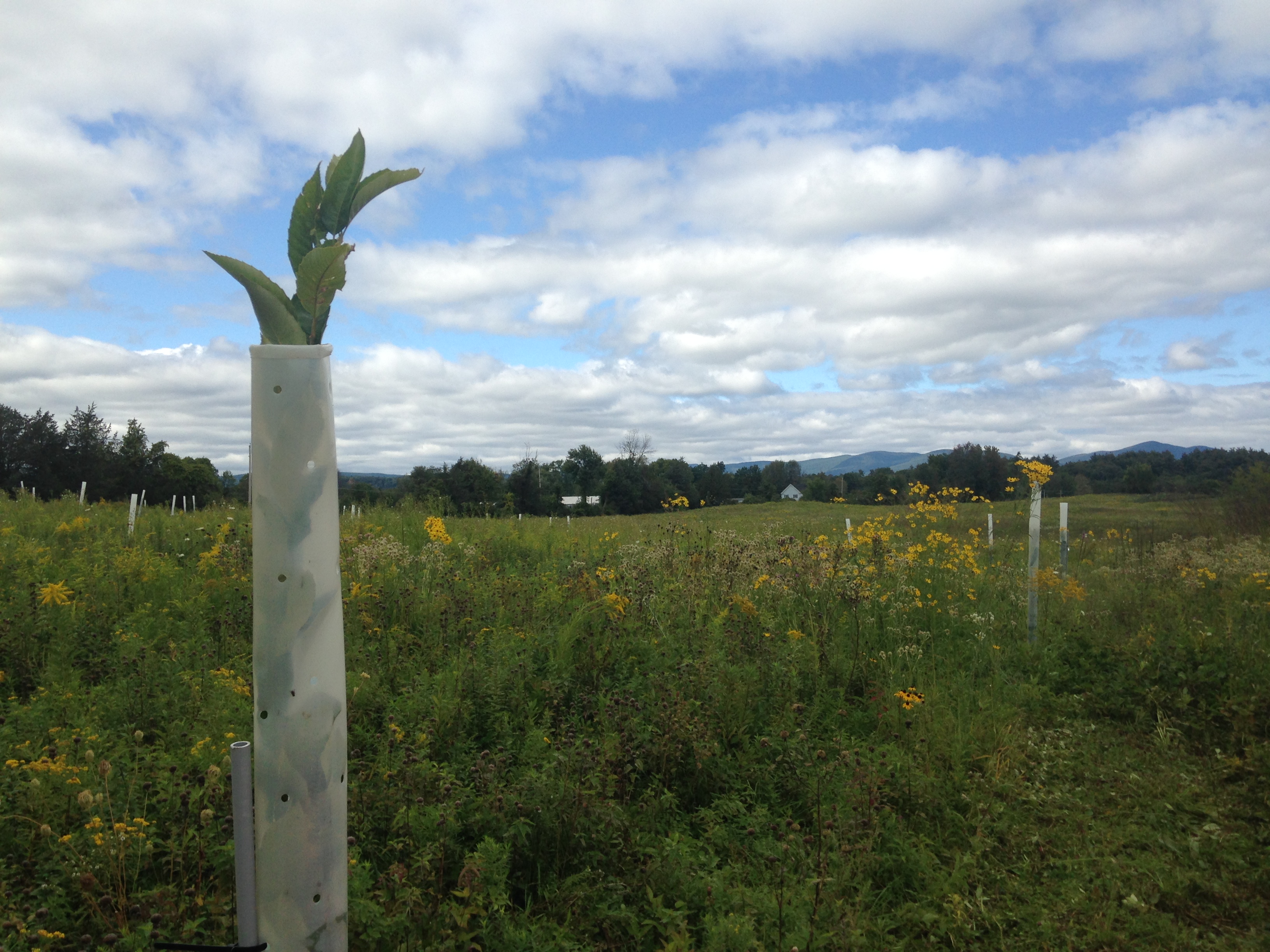 The New Chestnut Economy