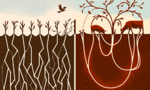 Regenerative Grazing vs. Monoculture Corn - Illustration by Matt Kenyon